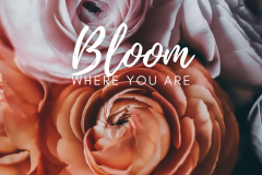 bloom-where-you-are