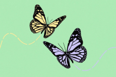 butterfly-green